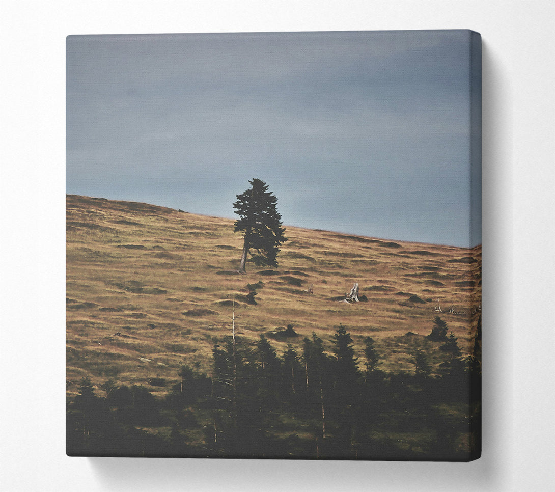  A Canvas Print of Golden Hillside Solitude Canvas Art