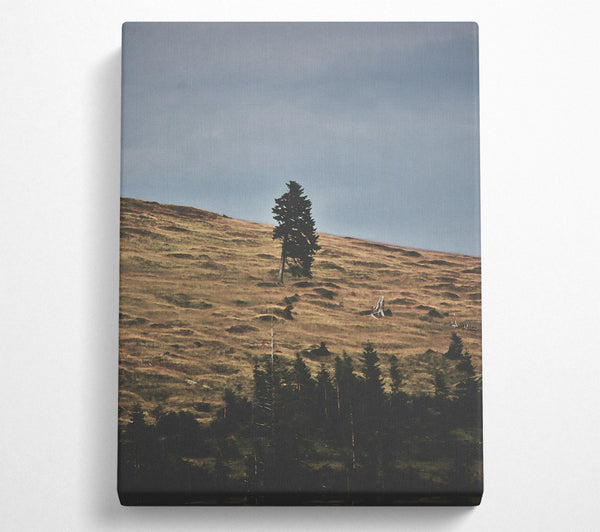 A Canvas Print of Golden Hillside Solitude Canvas Art