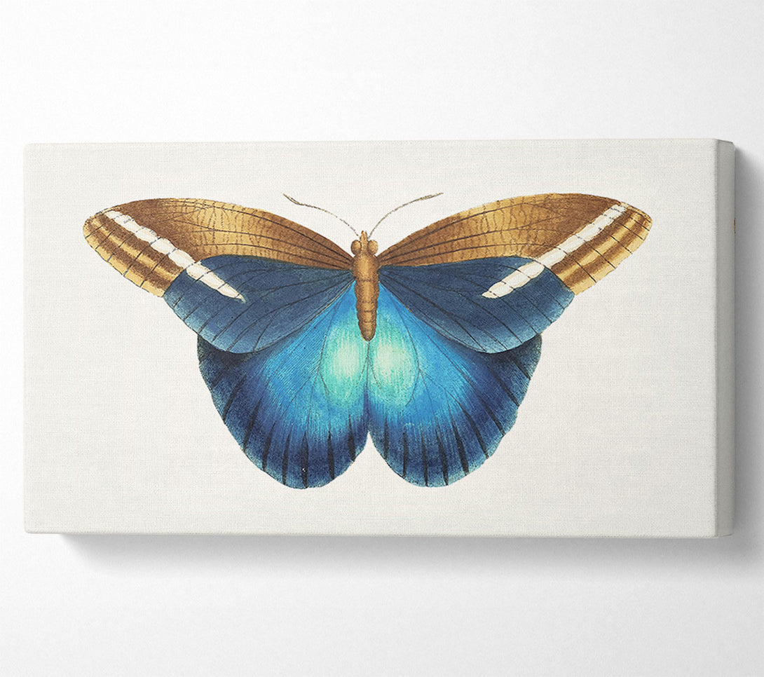  A Canvas Print of Blue Box Moth Canvas Wall Art