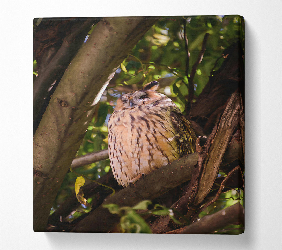  A Canvas Print of Golden Owl Slumbering Canvas Print