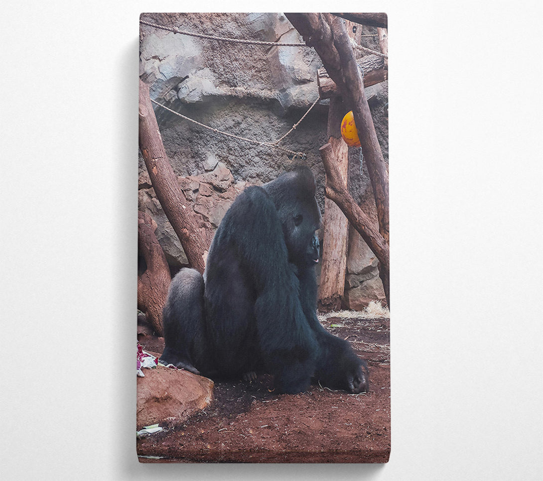  A Canvas Print of Black Gorilla Contemplation Canvas Print