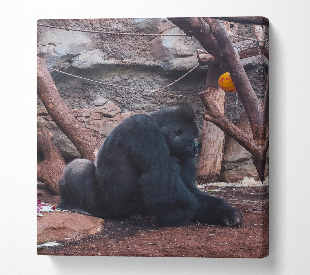  A Canvas Print of Black Gorilla Contemplation Canvas Print