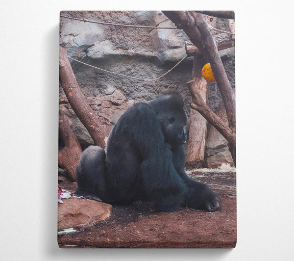  A Canvas Print of Black Gorilla Contemplation Canvas Print