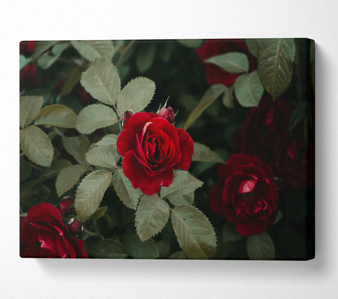  A Canvas Print of Crimson Rose Bloom Canvas Print