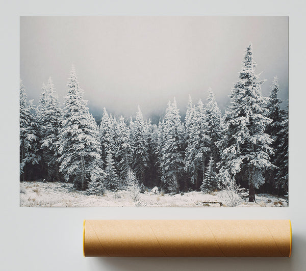 White Pines In Fog Giclee Print