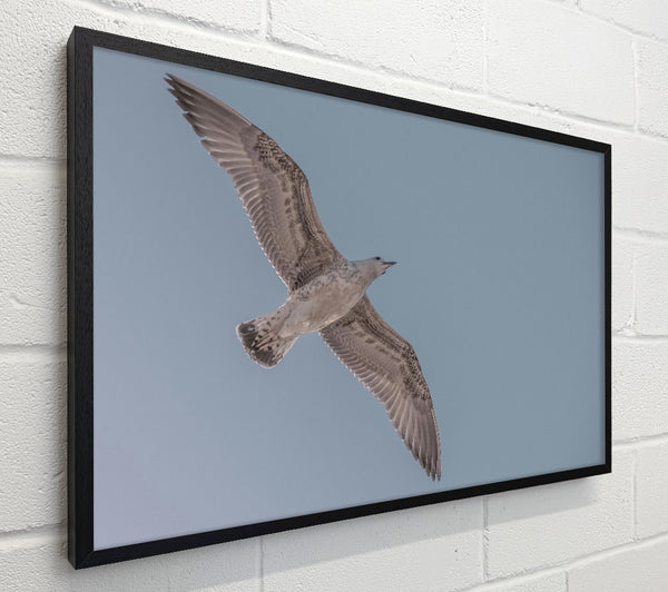 Pale Grey Flight