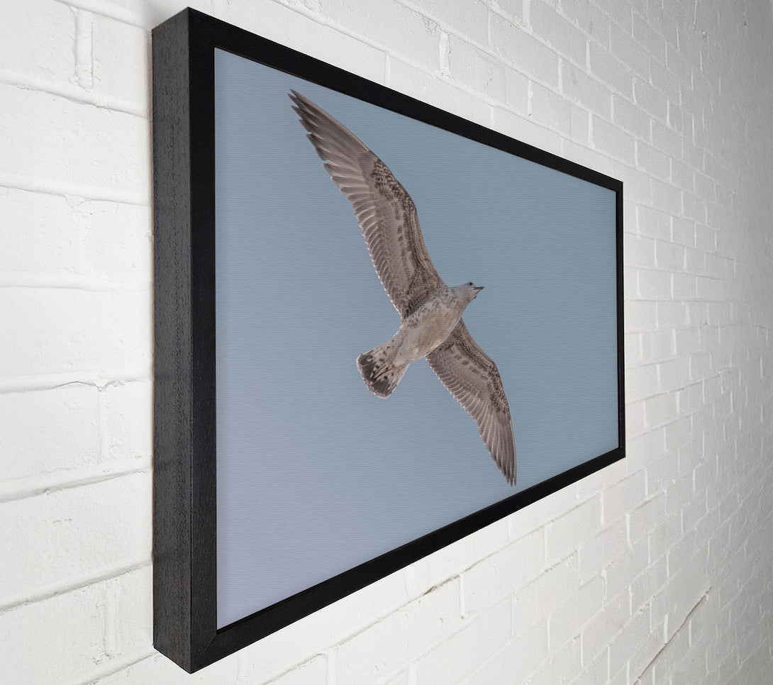  A Canvas Print of Pale Grey Flight Canvas Art