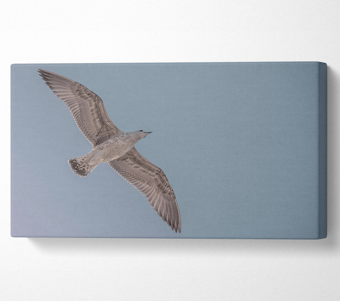  A Canvas Print of Pale Grey Flight Canvas Art
