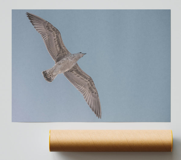 Pale Grey Flight Print