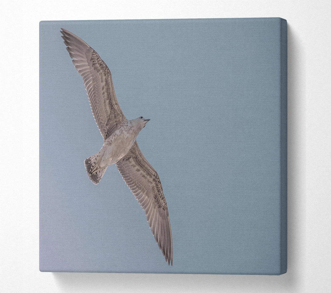  A Canvas Print of Pale Grey Flight Canvas Art