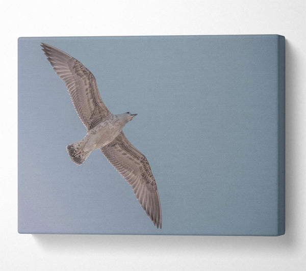  A Canvas Print of Pale Grey Flight Canvas Art