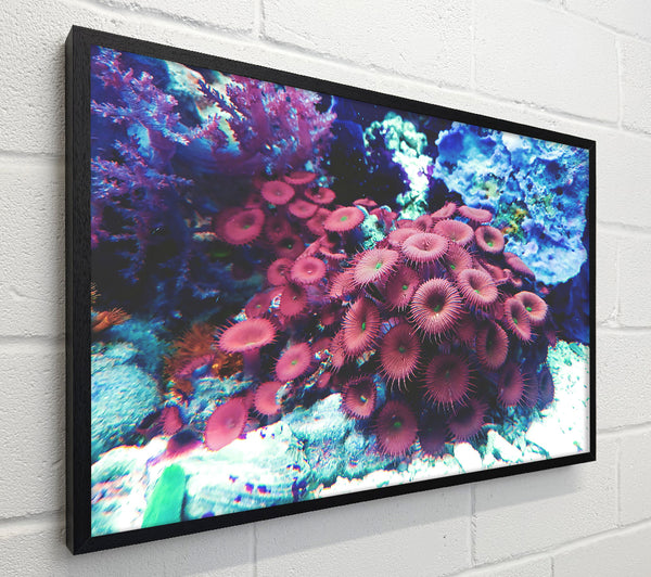 Crimson Coral Bloom