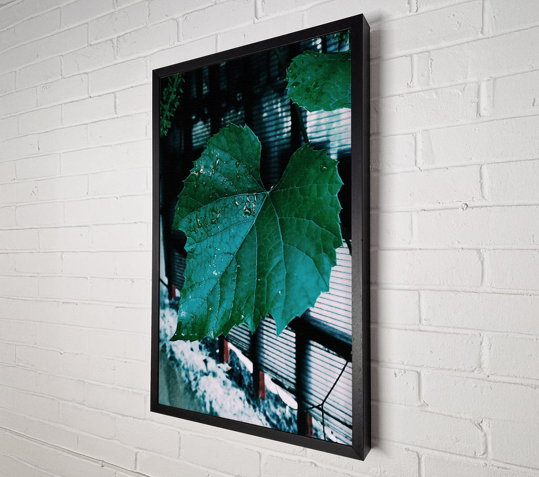  A Canvas Print of Teal Leaf Rain Drops Canvas Print