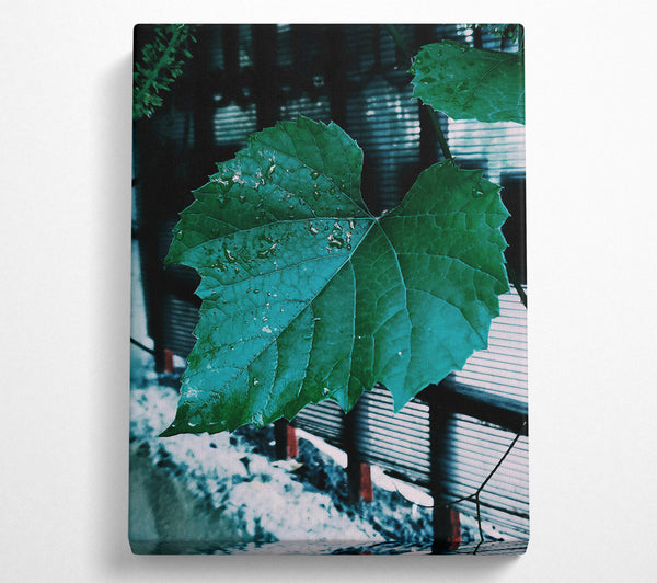  A Canvas Print of Teal Leaf Rain Drops Canvas Print