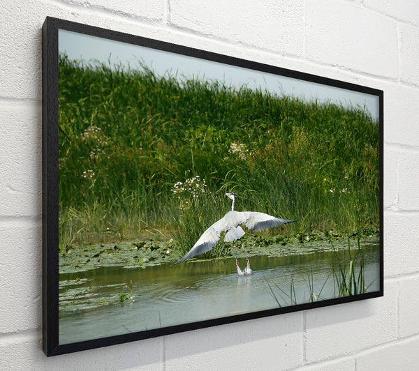 Grey Heron Takes Flight.