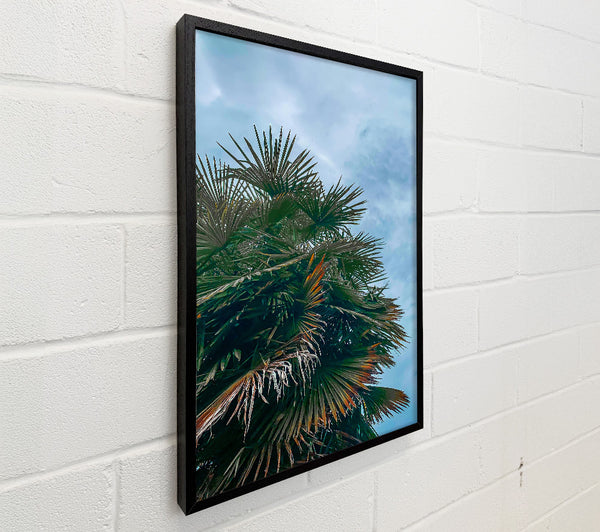 Green Palm Canopy