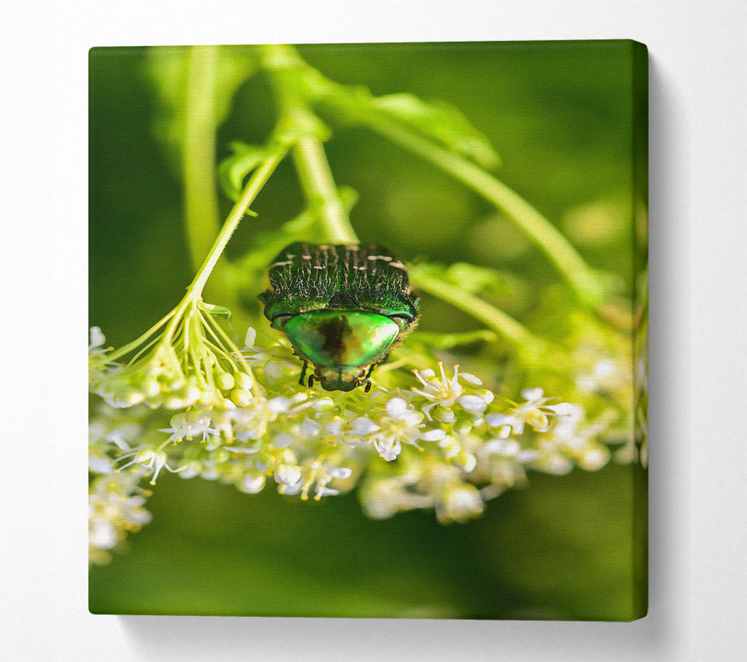  A Canvas Print of Emerald Beetle Bloom Canvas Art