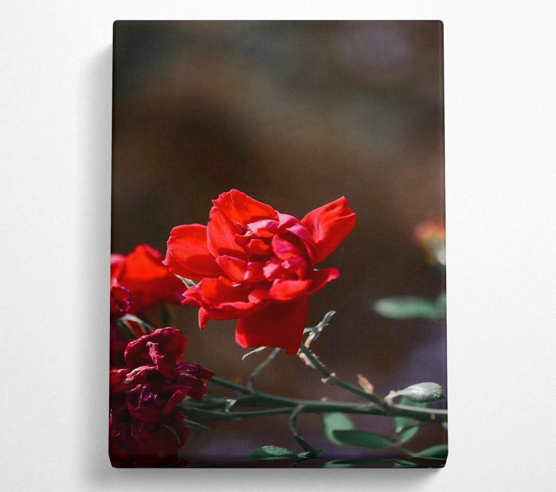  A Canvas Print of Crimson Rose Bloom Canvas Print