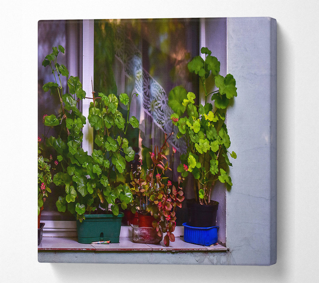  A Canvas Print of Green Windowsill Blooms Canvas Print