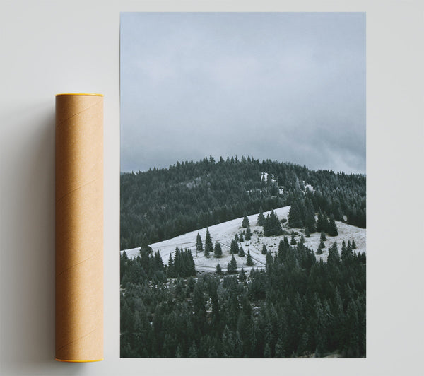 White Frost Pines Giclee Print