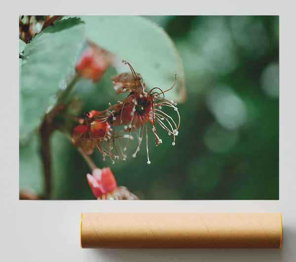 Red Tendrils Of Fall Poster