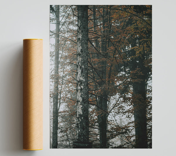 Brown Forest Haze Print