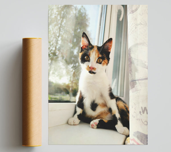 White Window Cat Poster