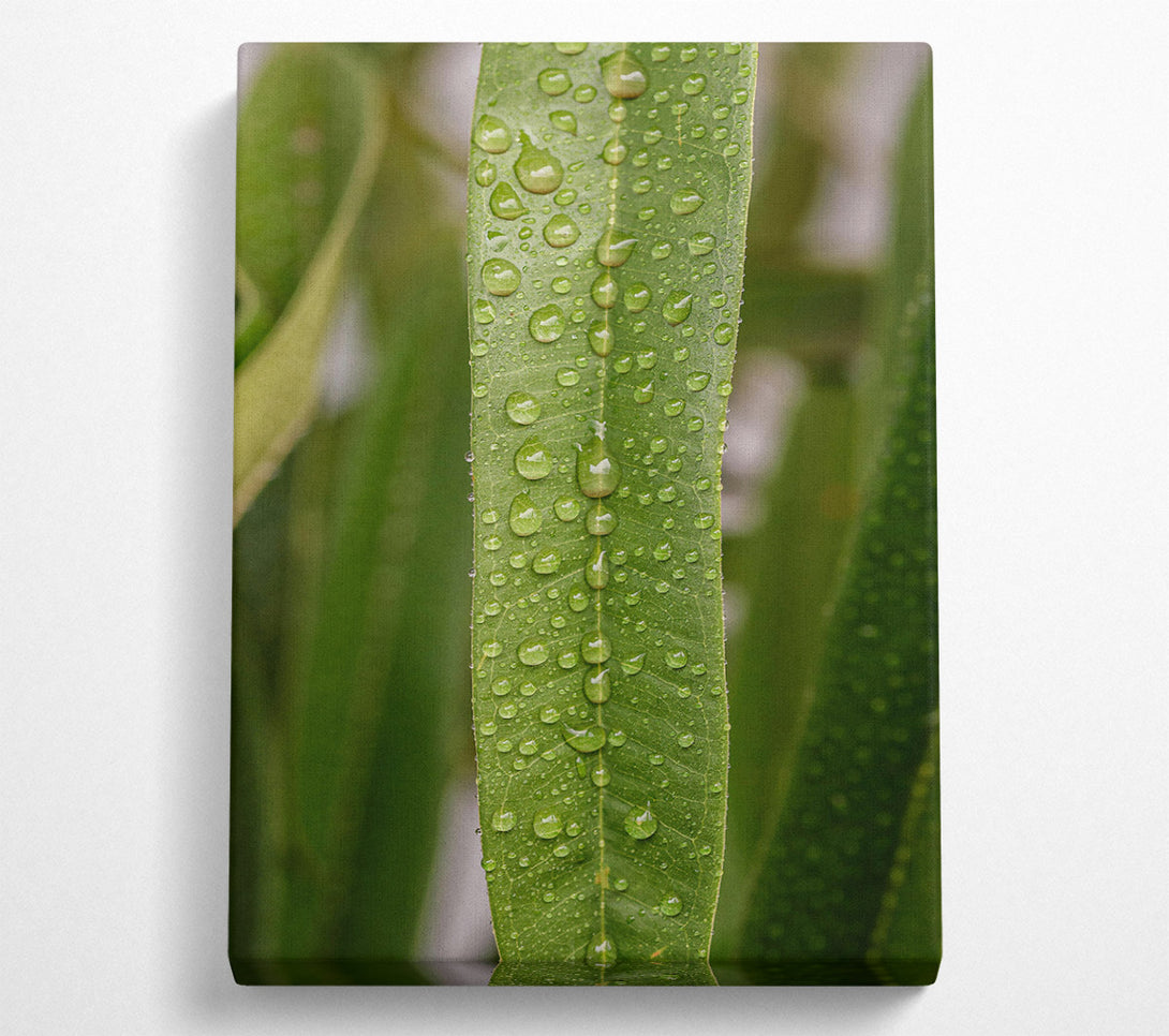  A Canvas Print of Emerald Dewdrops Canvas Print