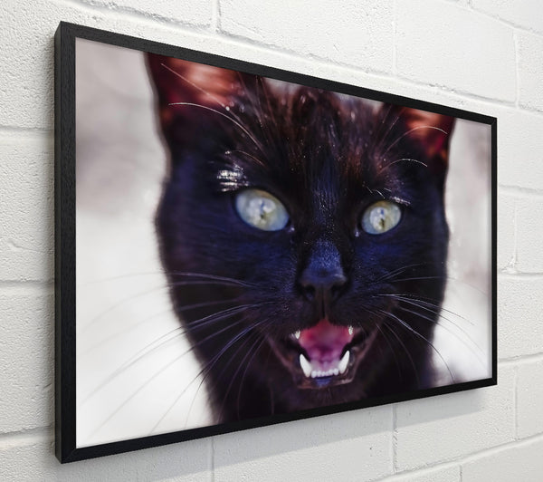 Black Cat'S Fangs