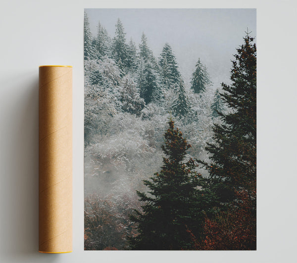 Green Mist Pines Giclee Print