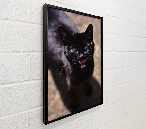 Black Cat'S Fury