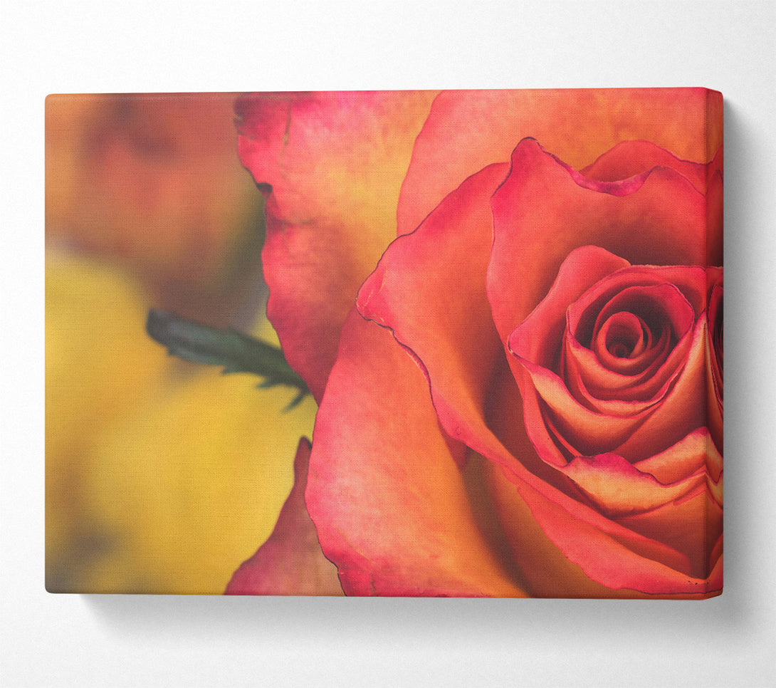  A Canvas Print of Crimson Rose Bloom Canvas Print