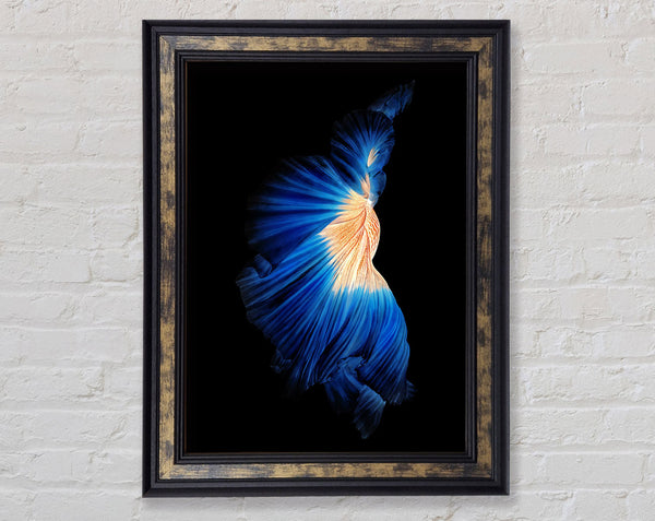 Blue Siamese Fish
