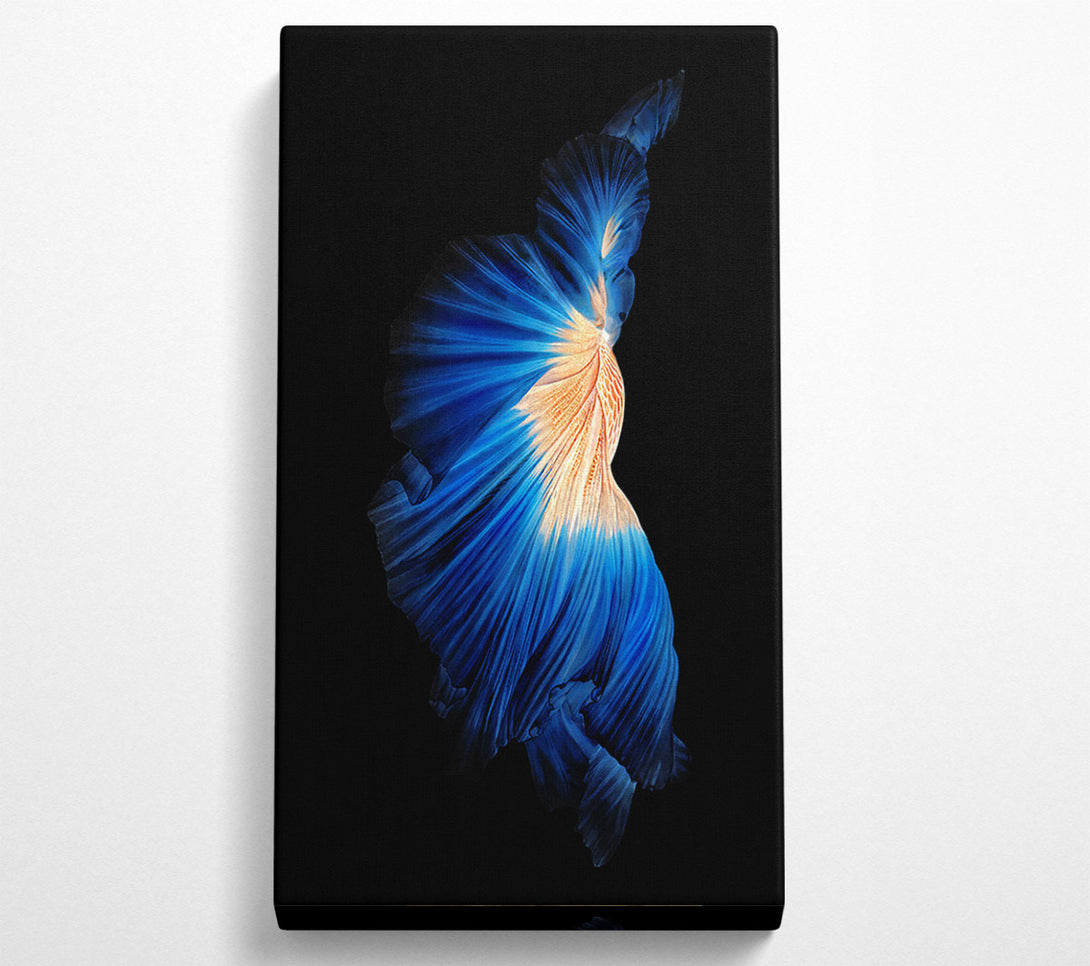  A Canvas Print of Blue Siamese Fish Canvas Print
