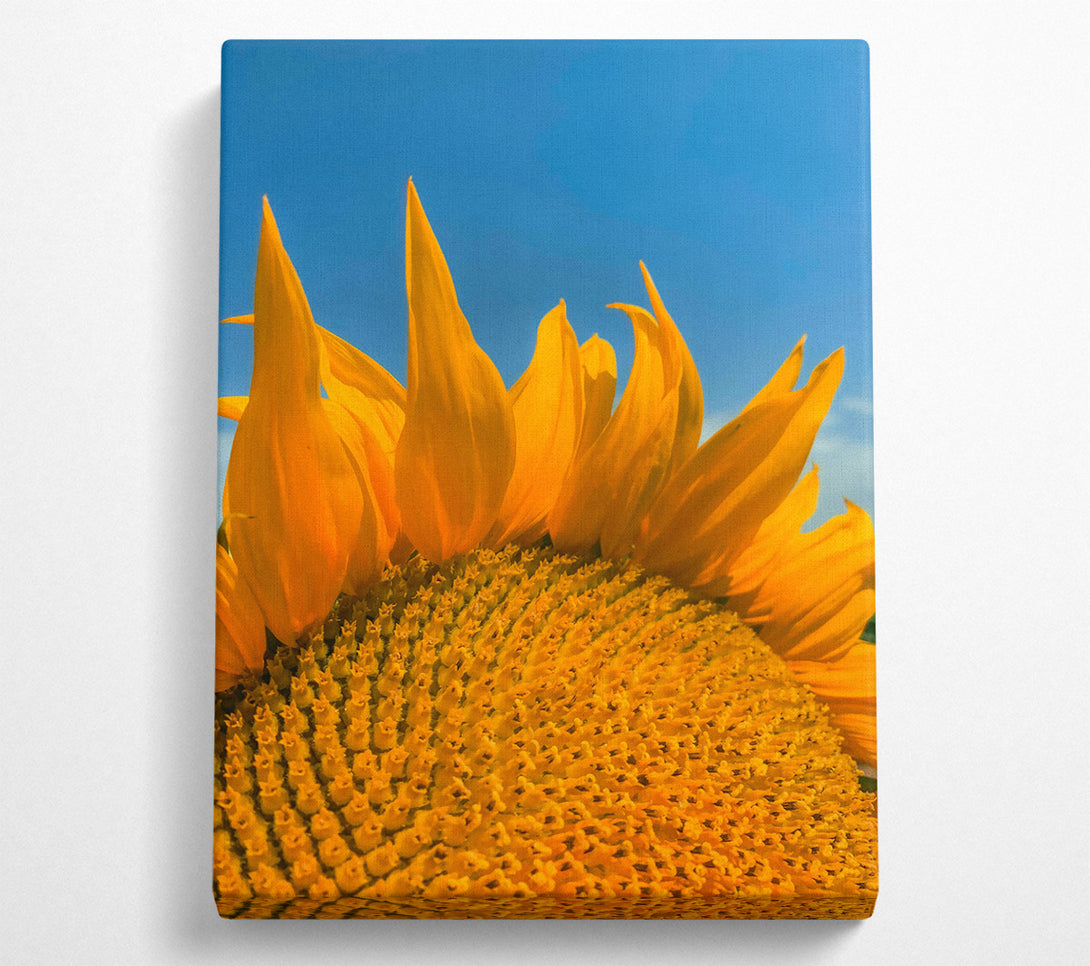  A Canvas Print of Golden Sun'S Embrace Canvas Art
