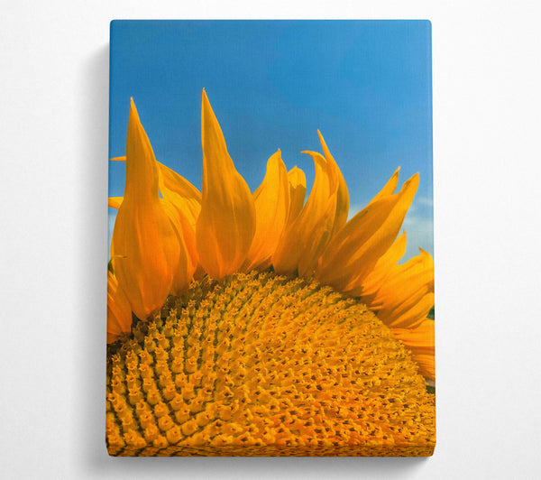  A Canvas Print of Golden Sun'S Embrace Canvas Art