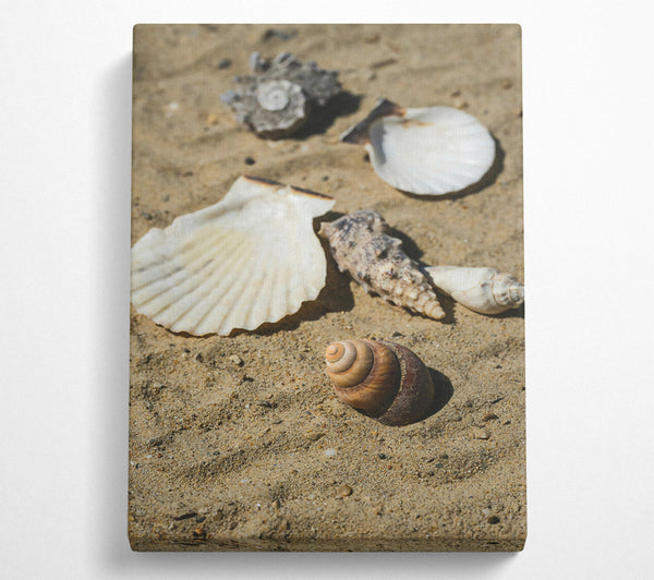  A Canvas Print of Sandy Brown Shells Canvas Art