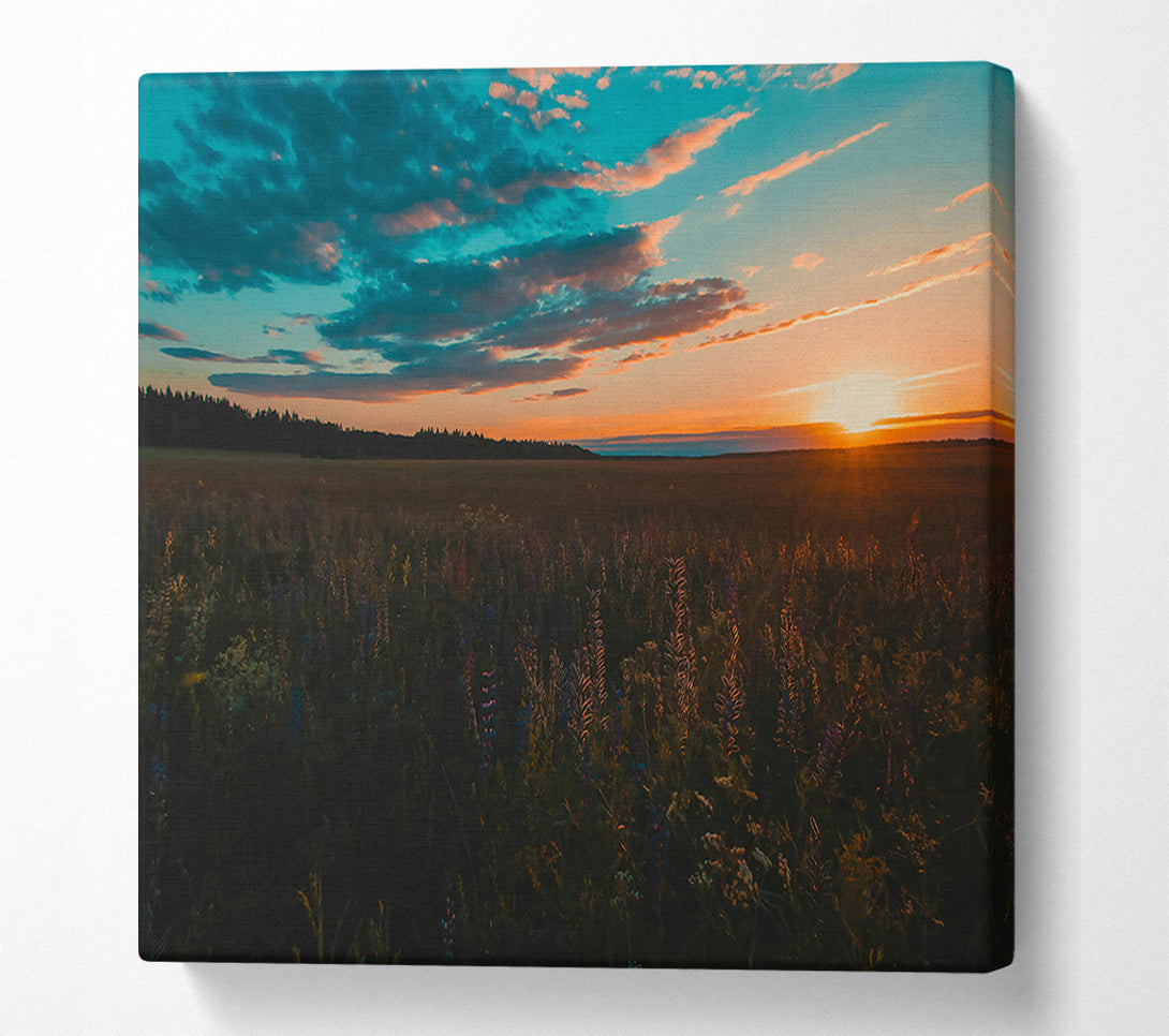  A Canvas Print of Golden Hour Field Canvas Wall Art