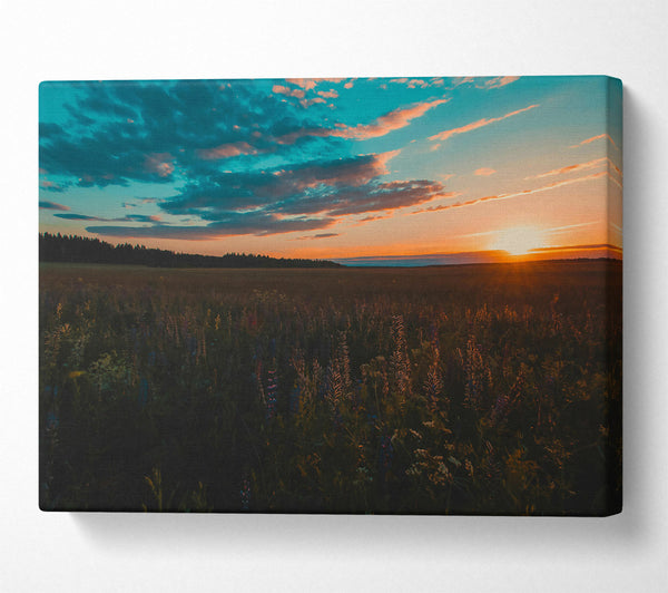  A Canvas Print of Golden Hour Field Canvas Wall Art