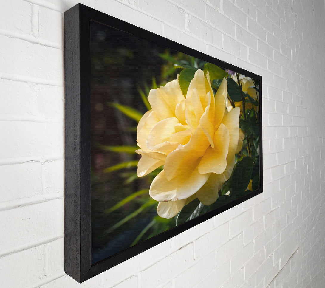  A Canvas Print of Golden Rose Bloom Canvas Art
