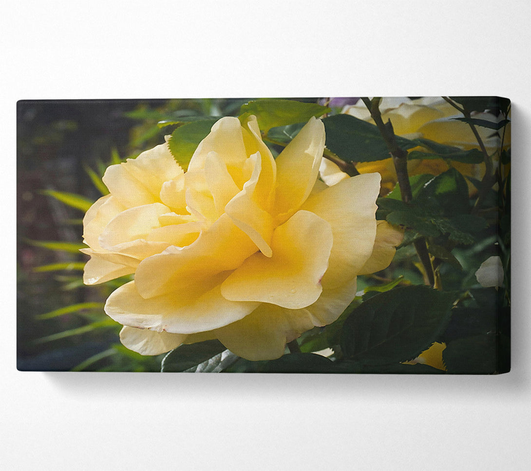  A Canvas Print of Golden Rose Bloom Canvas Art