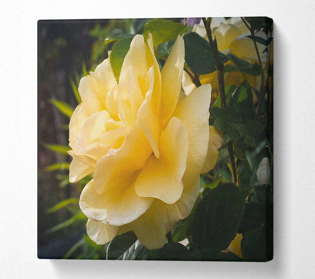  A Canvas Print of Golden Rose Bloom Canvas Art