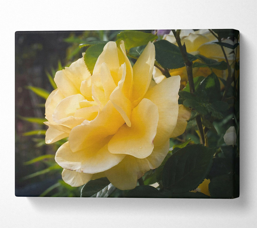  A Canvas Print of Golden Rose Bloom Canvas Art