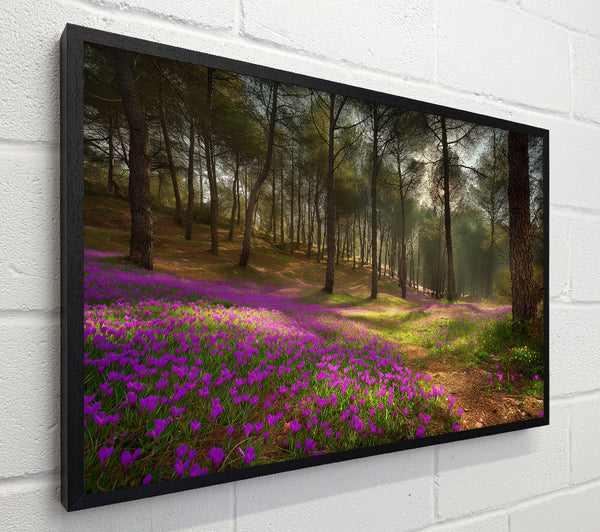 Bluebell Woods
