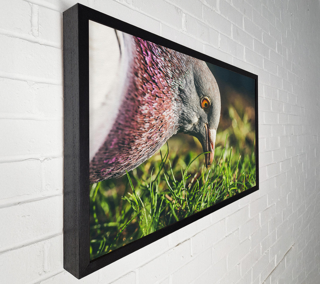  A Canvas Print of Grey Pigeon In The Grass Canvas Print