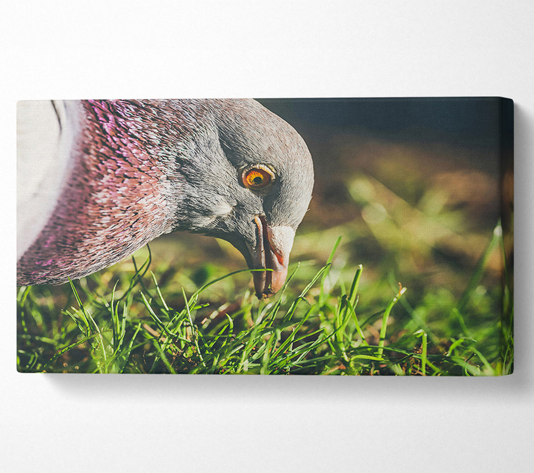  A Canvas Print of Grey Pigeon In The Grass Canvas Print