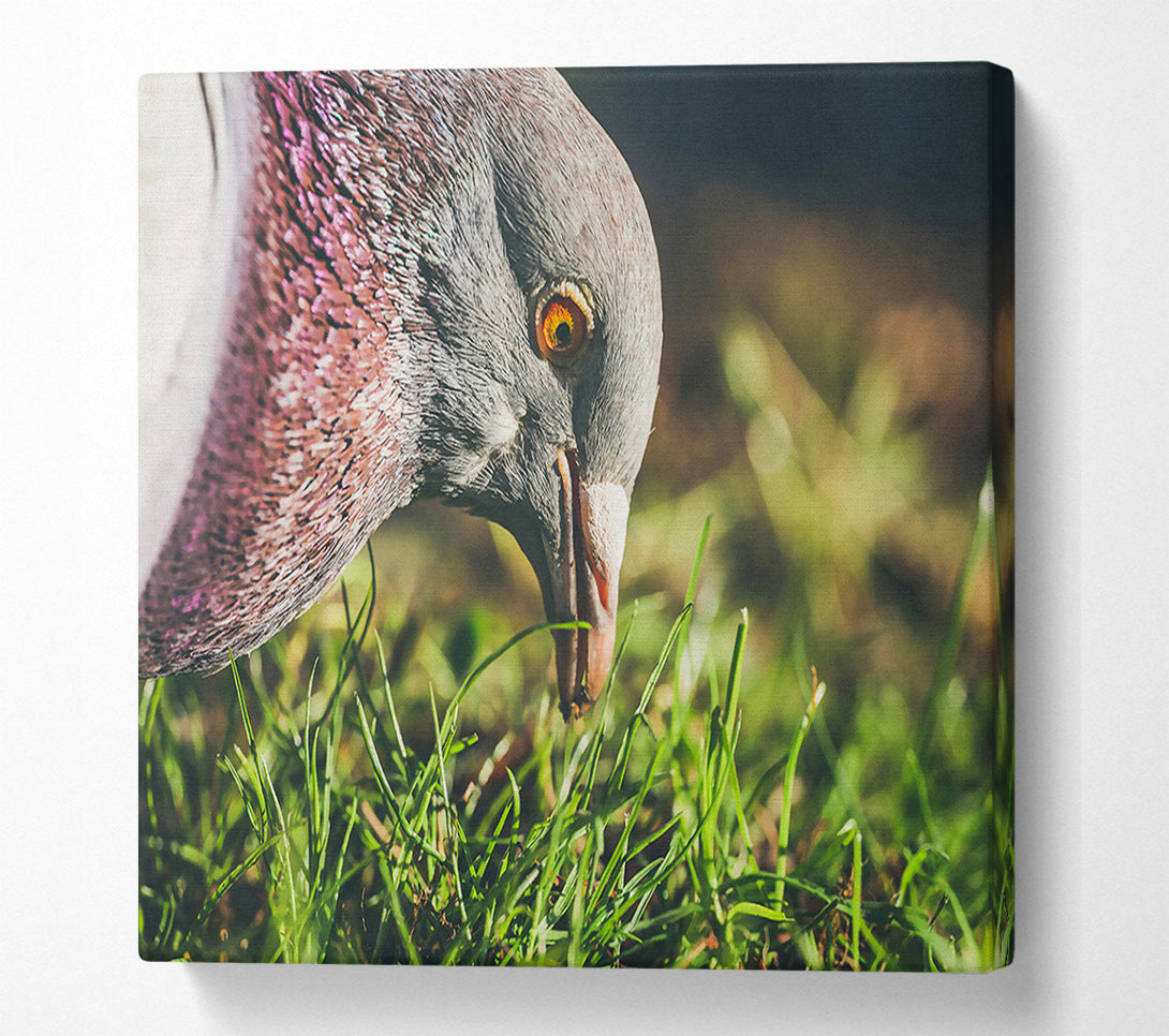  A Canvas Print of Grey Pigeon In The Grass Canvas Print