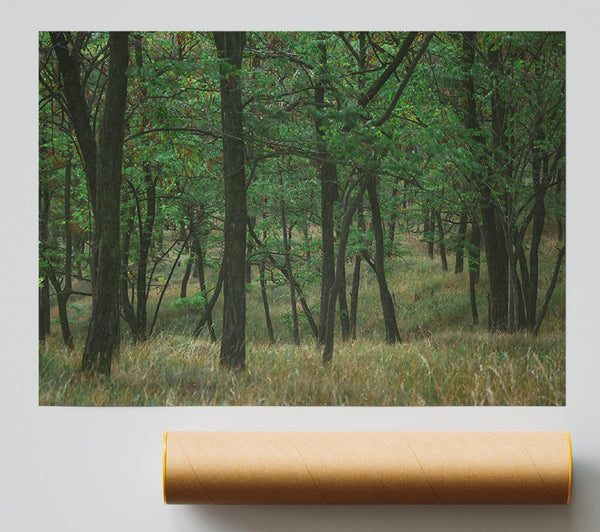 Green Forest Shadows Poster