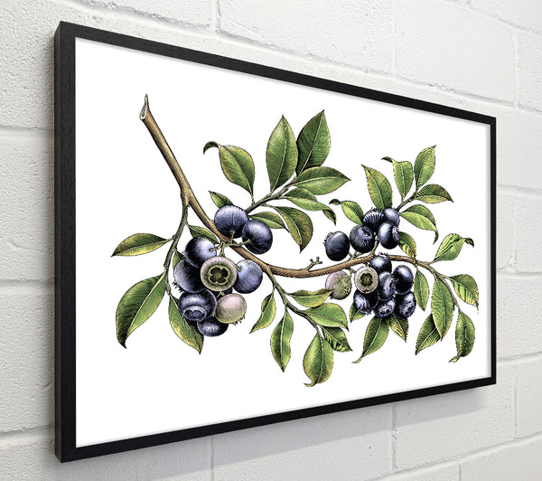 Blueberry Branch