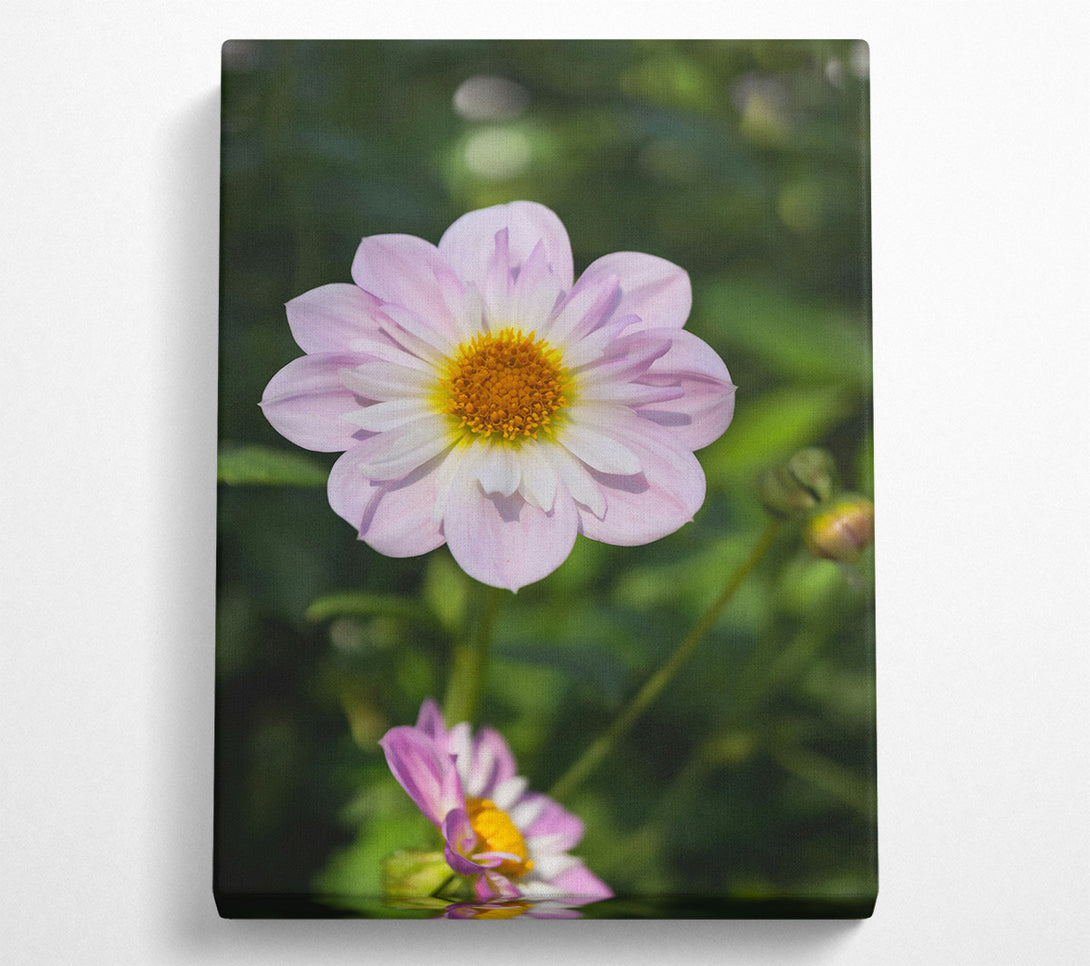  A Canvas Print of Pale Pink Bloom Canvas Art